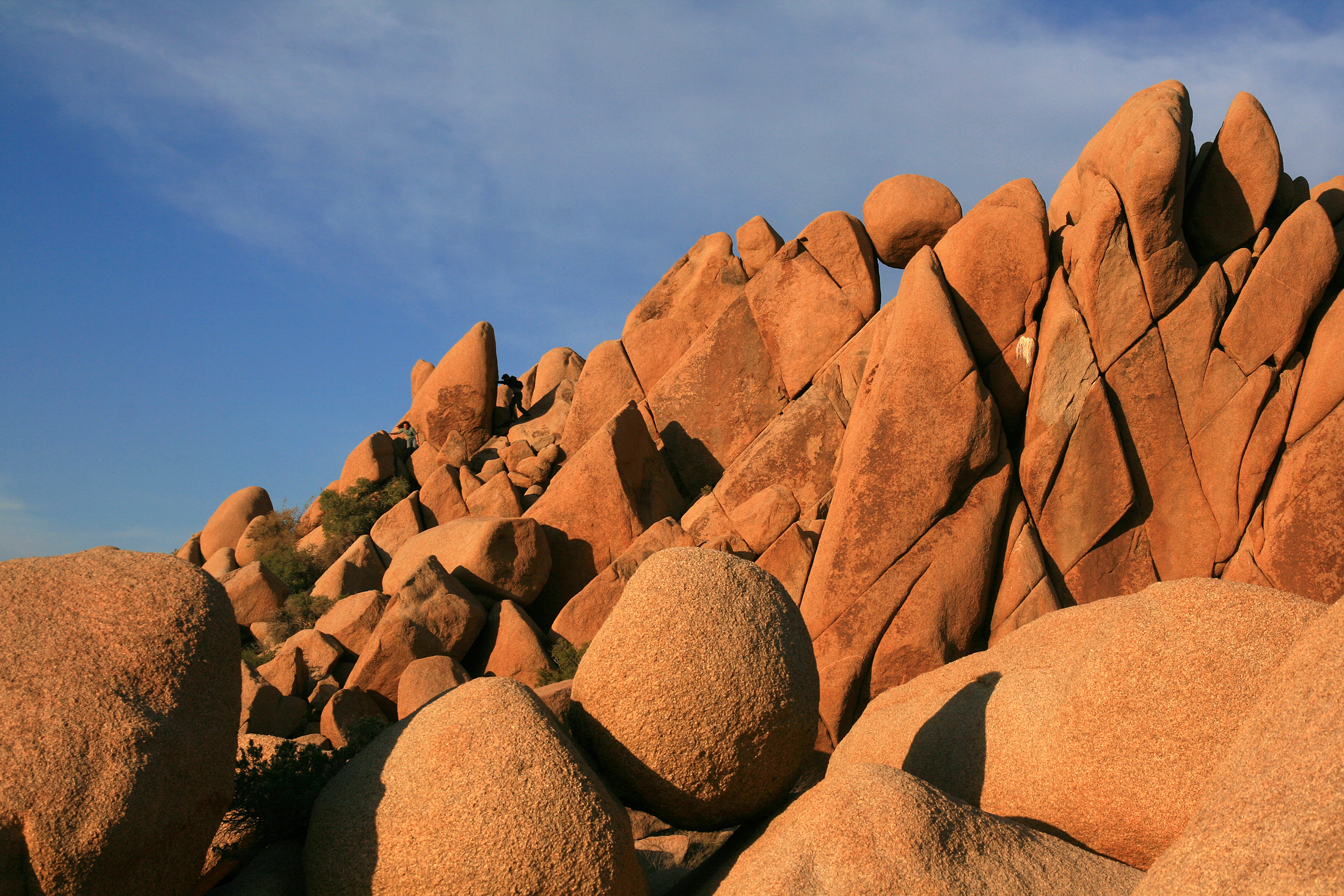 Image result for joshua tree
